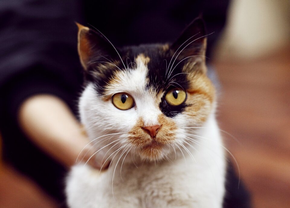 Cat pets animal
