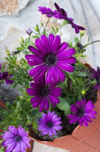 Purple flowers nature floral