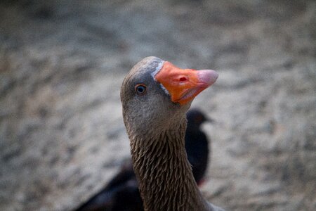 Birds animals waterfowl