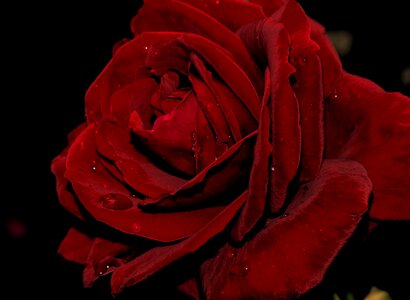 Love romance blooming