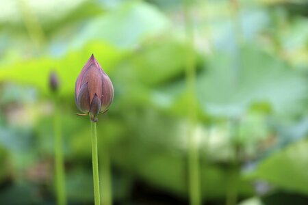 Bloom garden plant photo