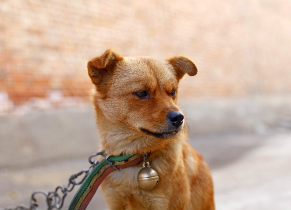 Dog pets animal