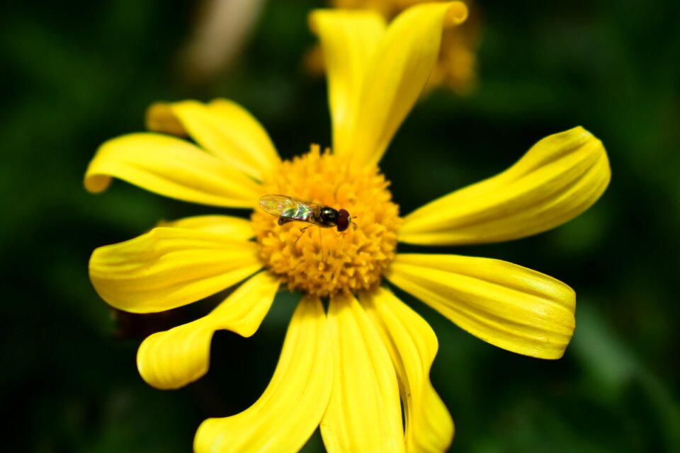 Plant pollen approach