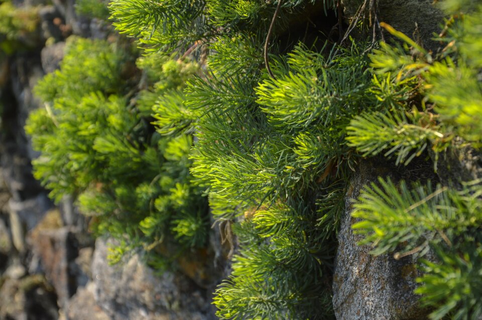 Summer nature moss