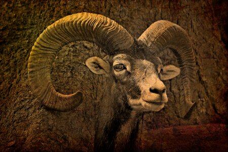 Bock mouflon nature photo
