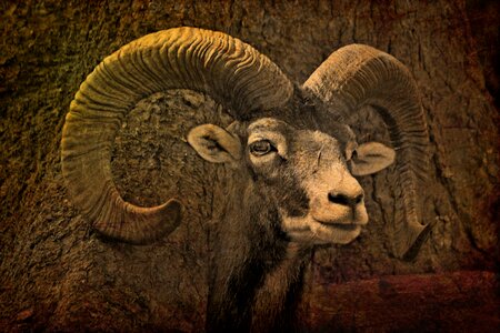 Bock mouflon nature