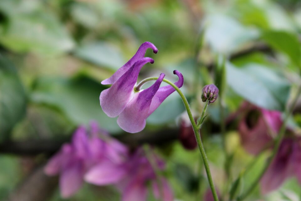 Plant flowers bloom