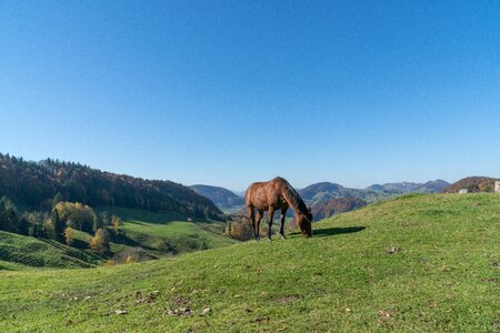 Horse pasture graze