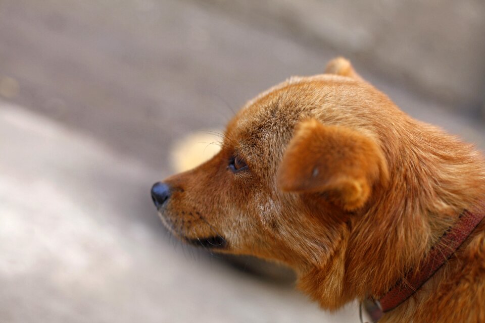 Dog pets animal