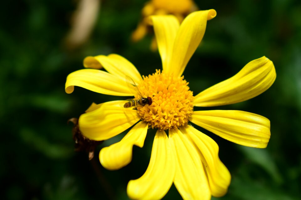 Flower vivid nice