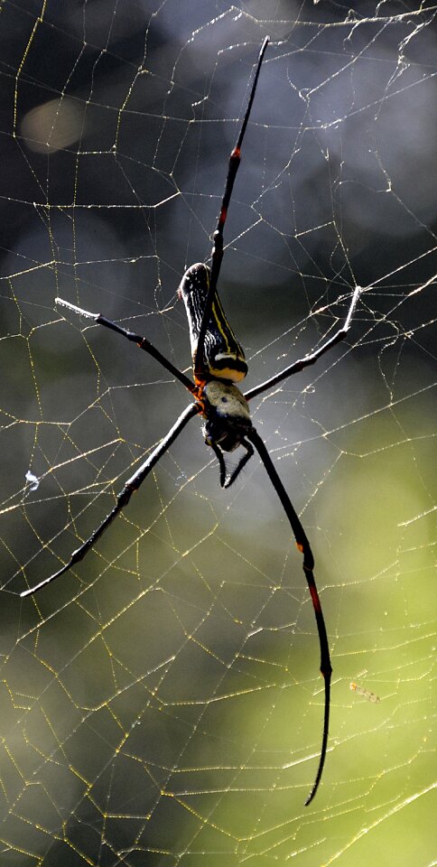 Web large india