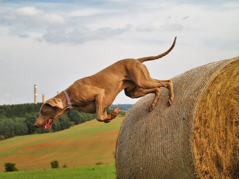 Hunting dog jump hay