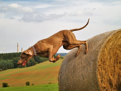 Hunting dog jump hay