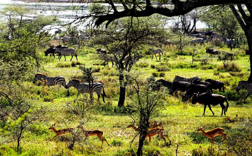 Wildlife safari nature