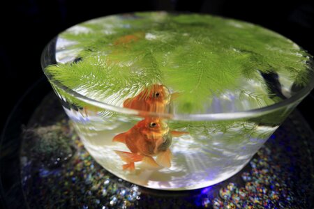 Fin bowl green