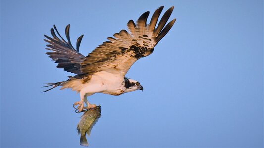 Raptor nature eagle