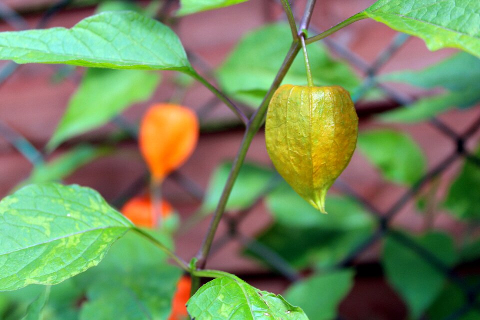 Lantern nature autumn