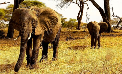 Nature safari wild