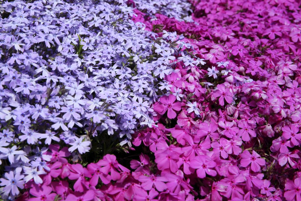 Bloom garden plant