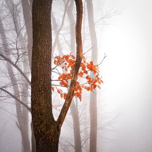 Fog autumn mood fall leaves photo