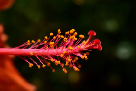 Plant vivid approach