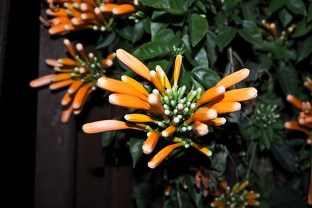 Plant spring summer