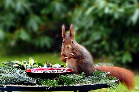 Rodent sciurus vulgaris major foraging