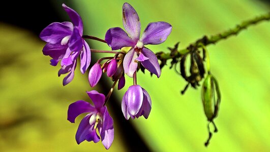 Purple blossom india photo