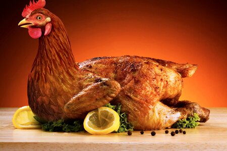 Nature chicken birds