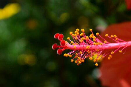 Outdoors garden flowering