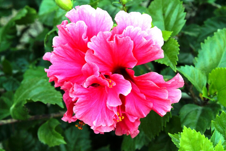 Plant spring summer