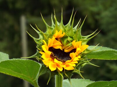 Close up rising bloom summer photo