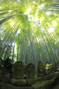 Bamboo woods forest photo