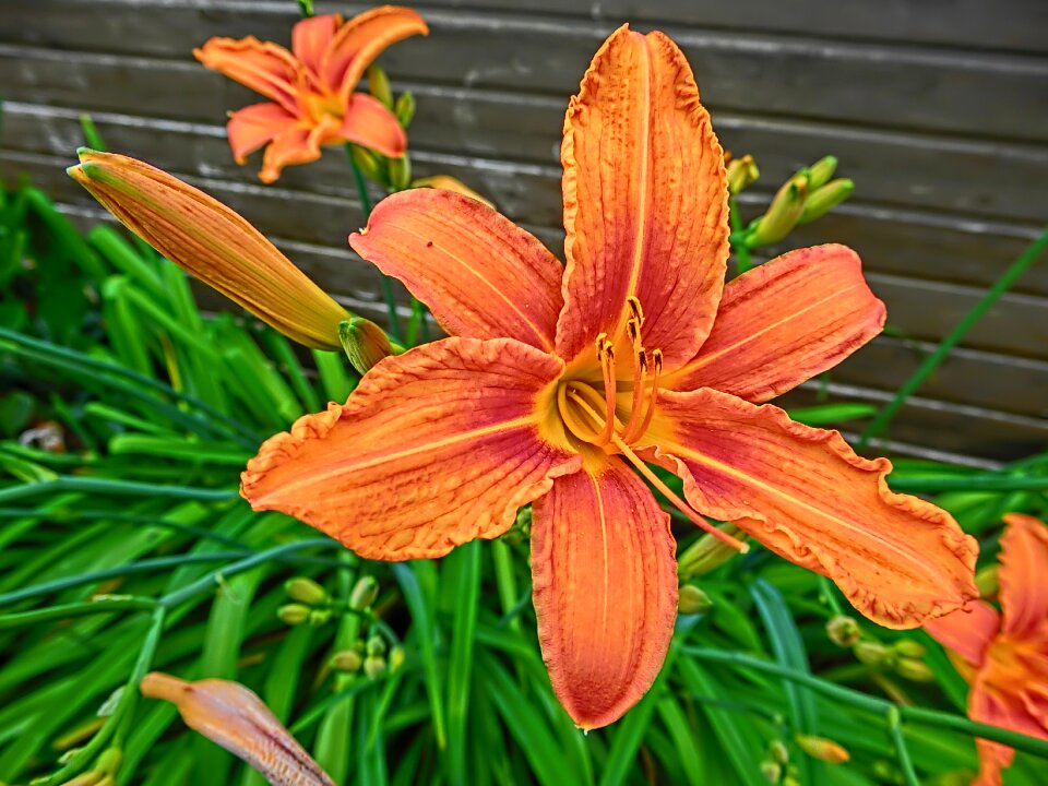 Garden agapanthus daylily