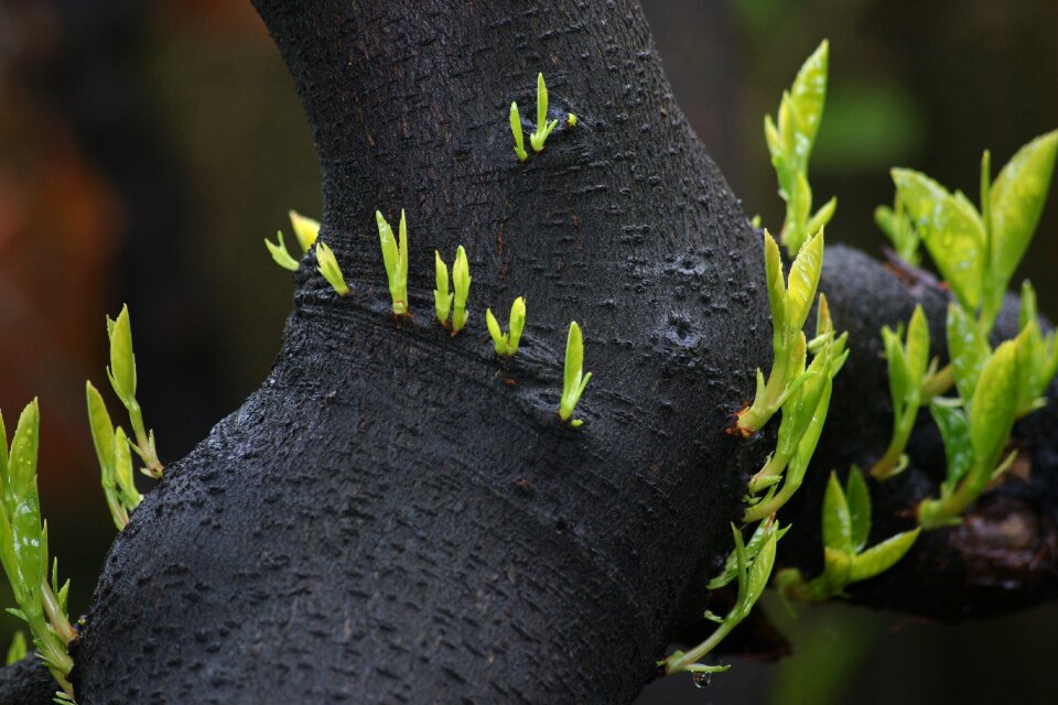 Garden flora closeup