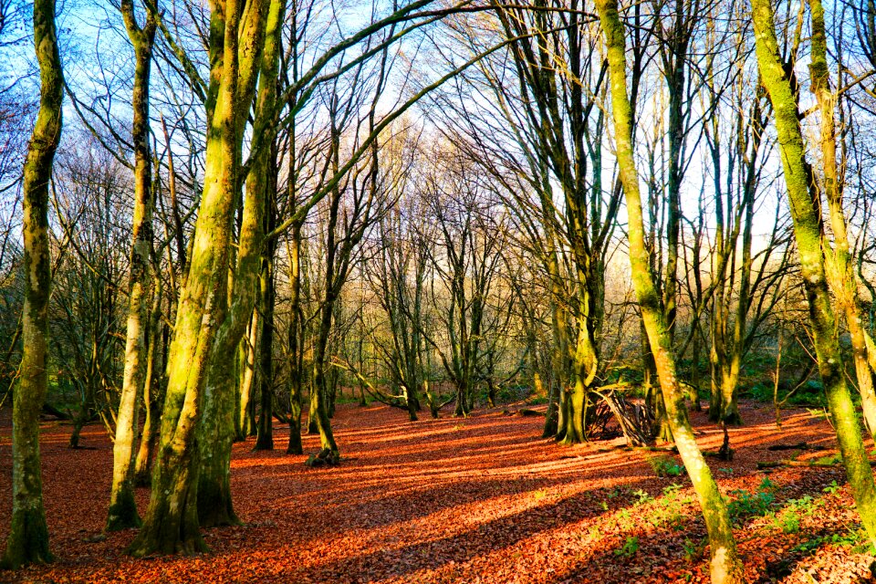 Tree fall season