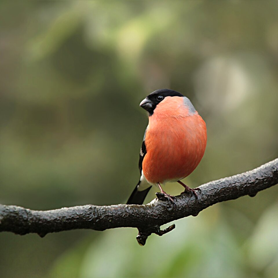 Pyrrhula male pretty