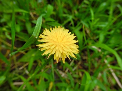 Dandelion kuhblume latex