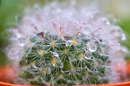 Detail beautiful flower picture