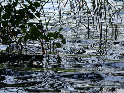 Reed branch summer