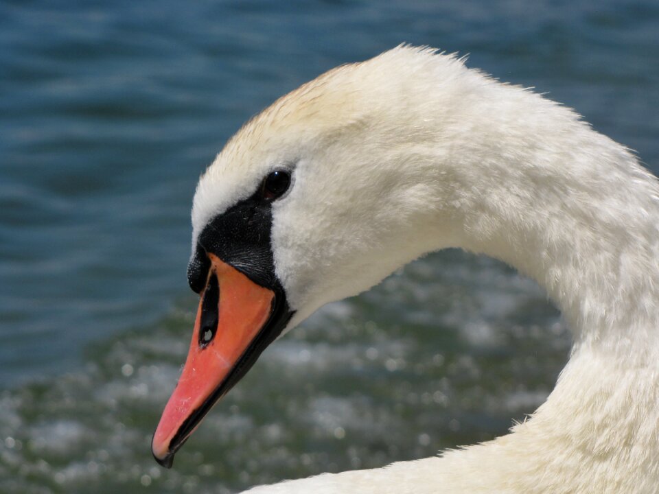 Pride nature recording mute swan