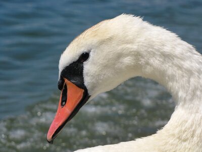 Pride nature recording mute swan