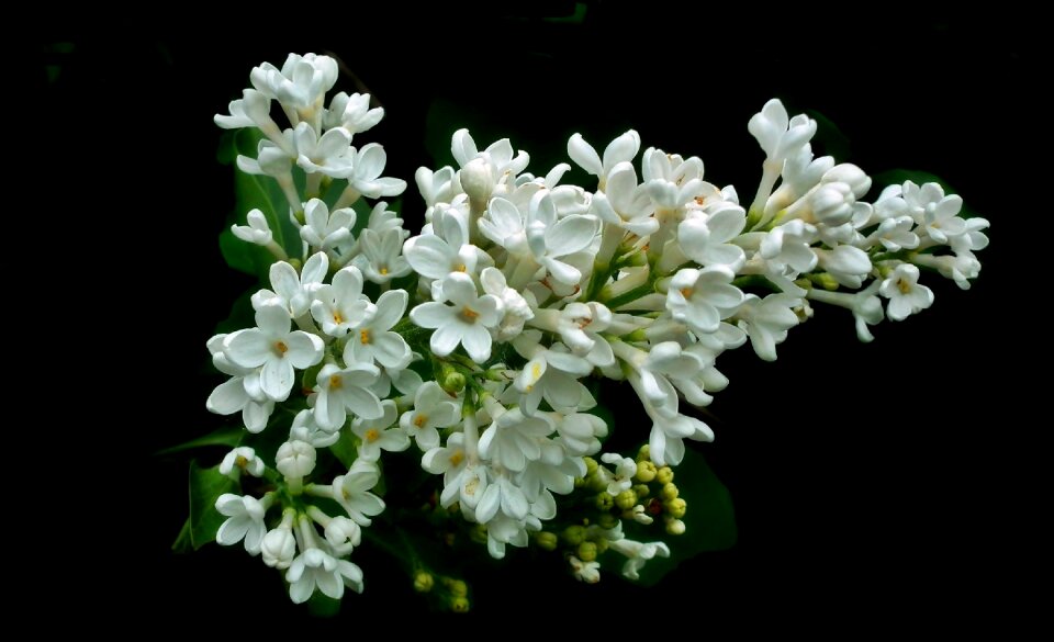 Plant nature floral