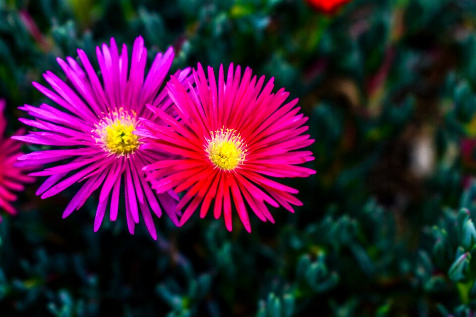 Garden flowering vivid