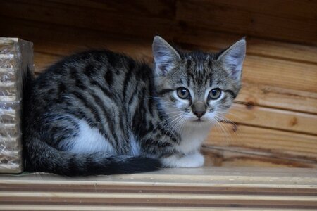 Young cat pet animal