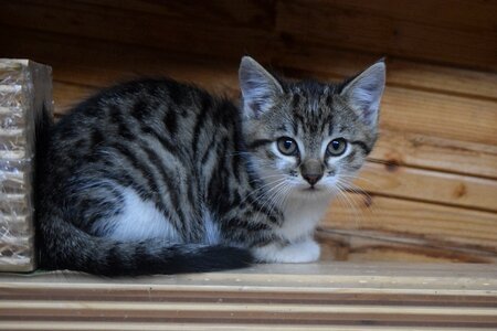 Young cat pet animal photo