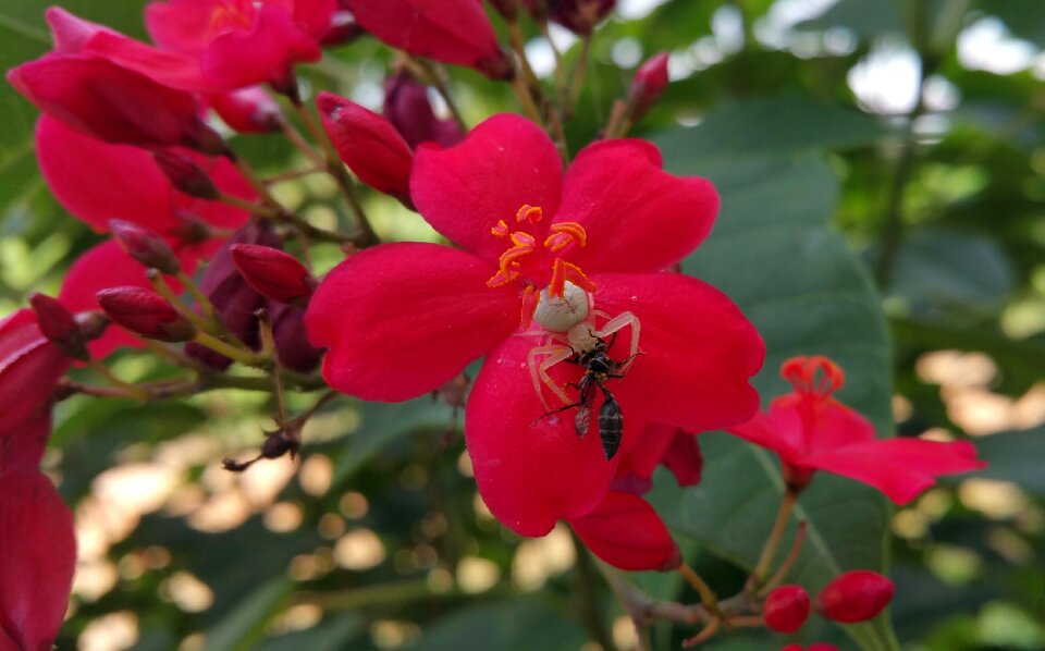 Insects flower red flowers