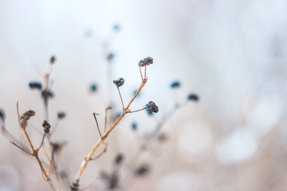 Dried leaves nature