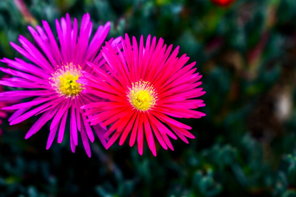 Plant nature garden