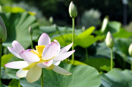 Flowers water lotus photo